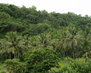nature-background-dense-tropical-vegetation-palms_1321-1917